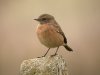 Stonechat at Fleet Head (Steve Arlow) (66039 bytes)